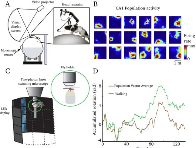 Fig. 1.3: Spatial navigation in VR. (A) Scheme of the setup used for rodent VR experiments
