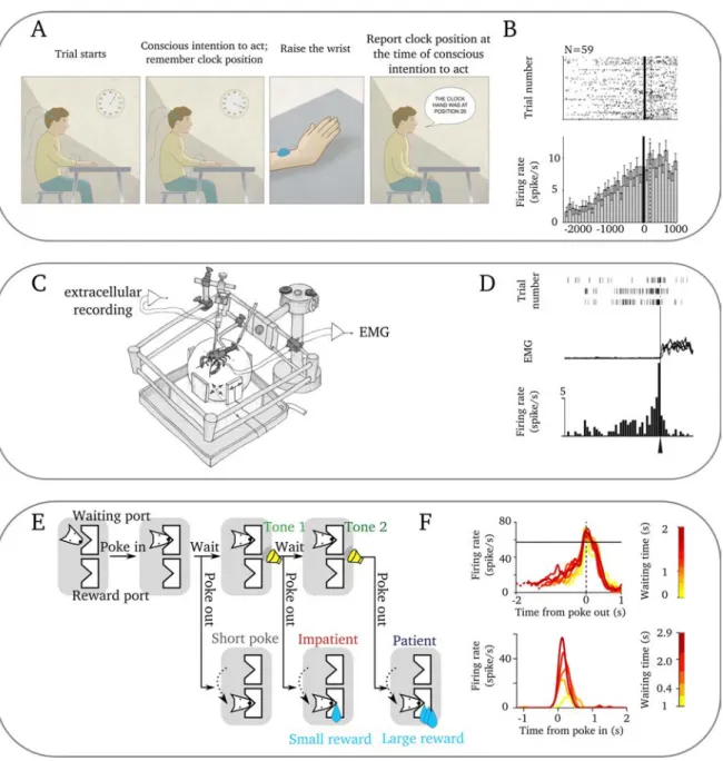 Fig. 1.5: Readiness Potential across taxa, legend next page