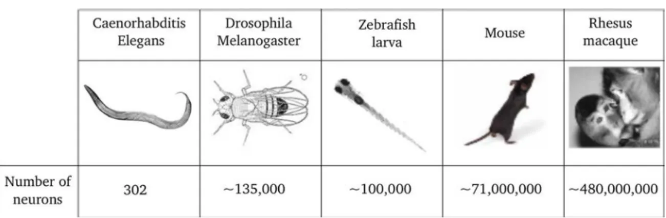 Table 1.1: Animal models in neuroscience. The last row indicates the estimated number of neurons