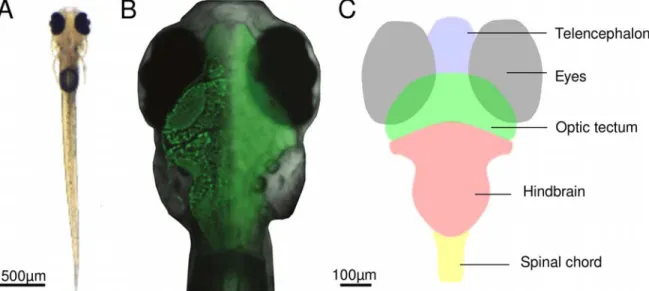 Fig. 1.6: Coarse brain anatomy of a 6 dpf zebrafish larva. (A) Bright-field image of a zebrafish larva