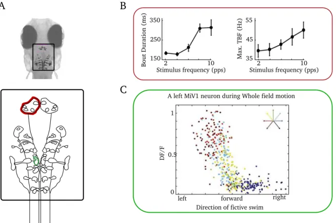 Fig. 1.7: Circuit for graded locomotion in zebrafish larva. (A) Head of a ze- ze-brafish larva