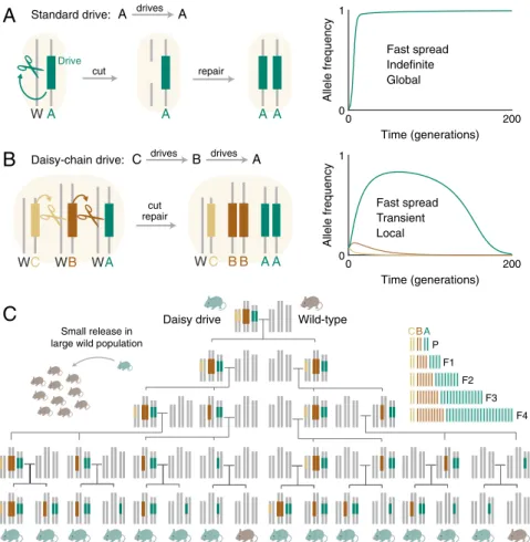 Fig. 1. Comparison of self-propagating and daisy-chain gene drive. (A) Self-propagating CRISPR gene drives distort inheritance in a self-propagating manner by converting wild-type (W) alleles to drive alleles in heterozygous germline cells