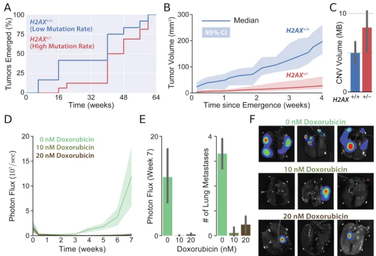 Figure 4. Elevated passenger load slows tumor growth and reduces metastasis in mice