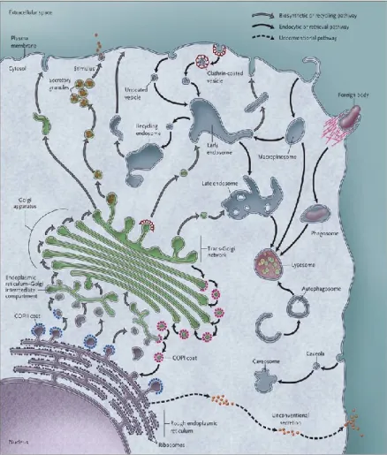 Figure  1:  Major  vesicular  membrane trafficking pathways  Vesicular  trafficking  occurs  at  various  cellular  compartments: 