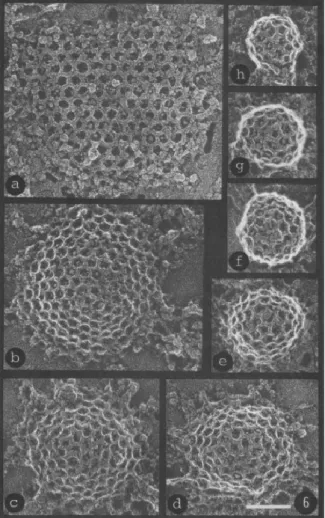 Figure 11: Various shapes of clathrin structures –  from flat to highly curved lattices 