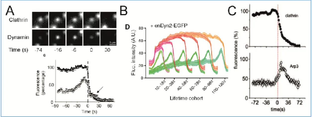 Figure 17: Protein recruitment profiles aligned to the time of clathrin disappearence 