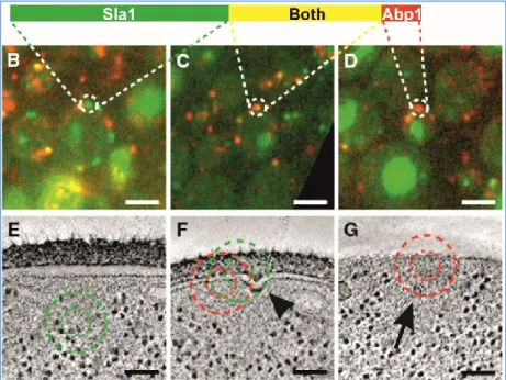 Figure 19: Protein signatures and morphological changes undergone by forming CCVs 