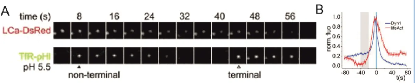 Figure 20: The pulsed-pH assay reveals new dynamics of endocytosis 