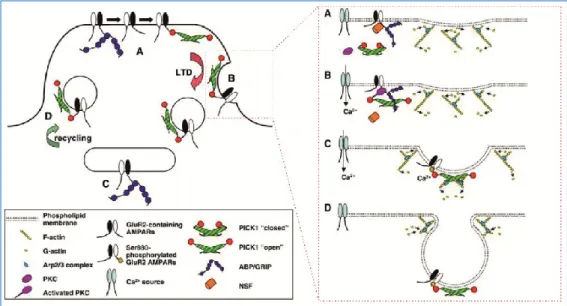 Figure 35: Possible regulation of AMPAR endocytosis by GluA2 interacting proteins 