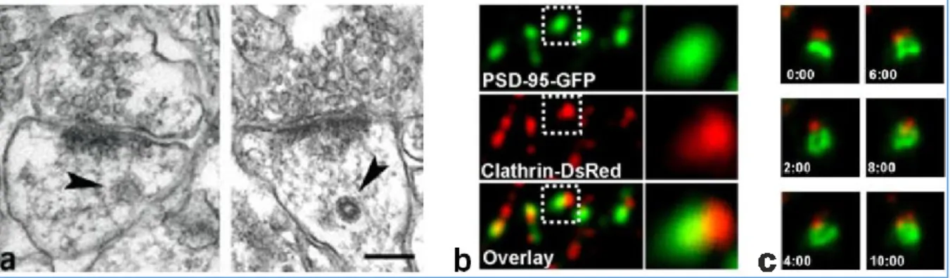 Figure 37: Clathrin coated structures are found in close proximity to the postsynaptic density  (a) Electron micrographs showing a deeply invaginated CCP on the side of a spine head (left) and a fully formed  CCV within the spine head (right), scale bar: 2