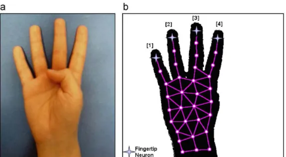 Figure 2.10 – Identifying the raised ﬁngers in [83]: (a) Input image and (b) numbering of ﬁngers.