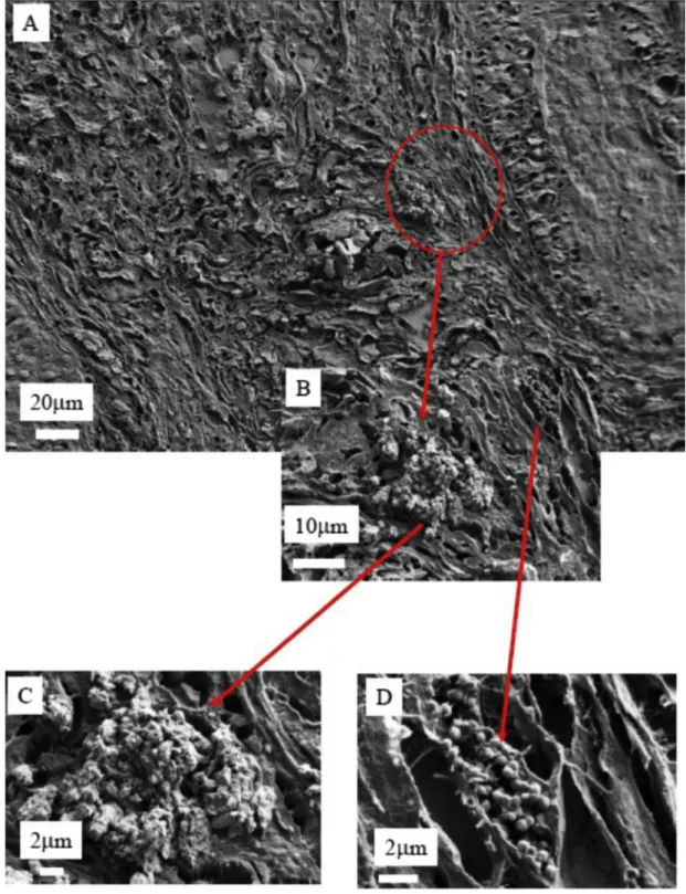 Fig. 9. (A), (B), (C) and (D) SEM photographs of sample No. 3 at different magniﬁcations.