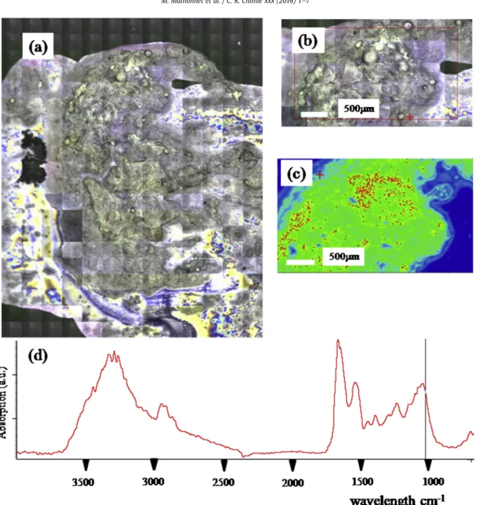 Fig. 5. Thyroid smear (a) and (b) Optical photography at different scales, (c) Spatial distribution of phosphate apatite (d) FTIR spectra showing an absorption peak indicating the presence of apatite.