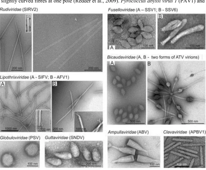 Figure  2:  Transmission  electron  micrographs  of  representative  members  of  eight  families  of  viruses  of  the  Crenarchaeota