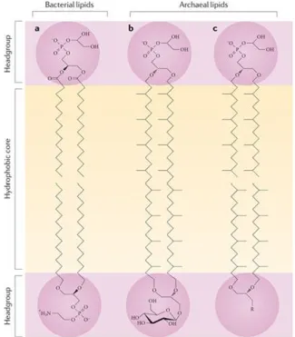 Figure 3: The lipids found in the archaeal membrane are fundamentally different from those found in eukaryotic and  bacterial  membranes