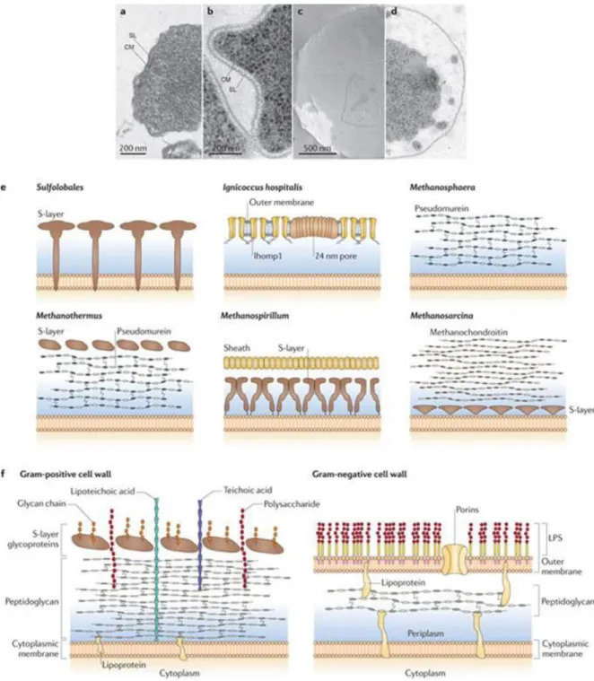 Figure 4: a,b | Electron micrographs of ultra-thin sections of the euryarchaeote Methanocaldococcus villosus (a) and the  crenarchaeote Metallosphaera prunae (b)
