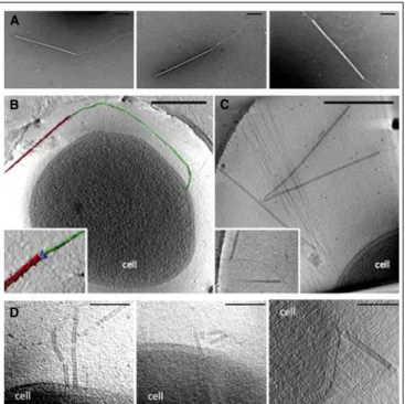 FIGURE 1 | Entry of SIRV2 in S. islandicus LAL14/1 cells.