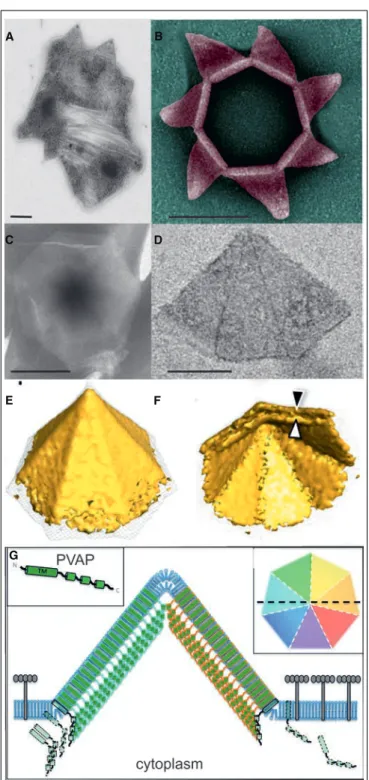 FIGURE 2 | Remarkable archaeal virion egress structure. (A) Scanning electron micrograph of an SIRV2 infected S