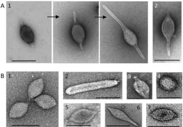 FIG 2 Evolutionary relationship between spindle-shaped viruses with tails. (A) Genome maps of Acidianus two-tailed virus (ATV) and Sulfolobus tengchongensis spindle-shaped viruses 1 and 2 (STSV1 and -2)