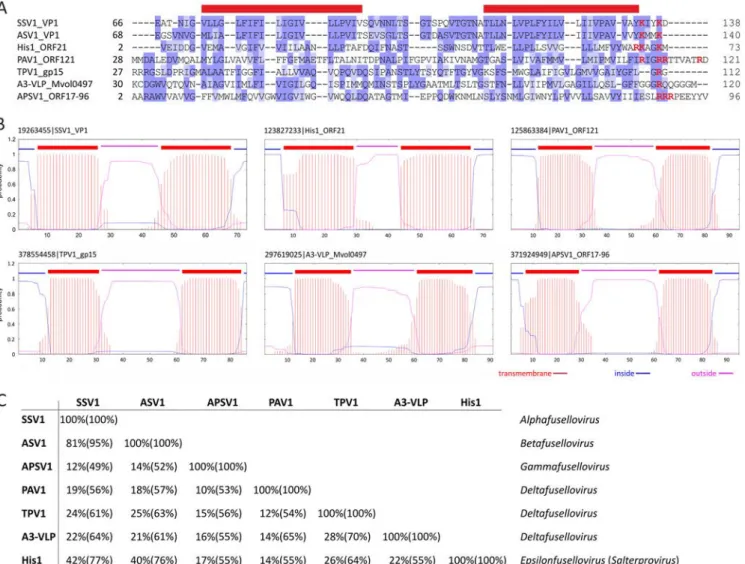 FIG 3 Evolutionary relationship between tailless spindle-shaped viruses. (A) Multiple alignment of major capsid protein sequences