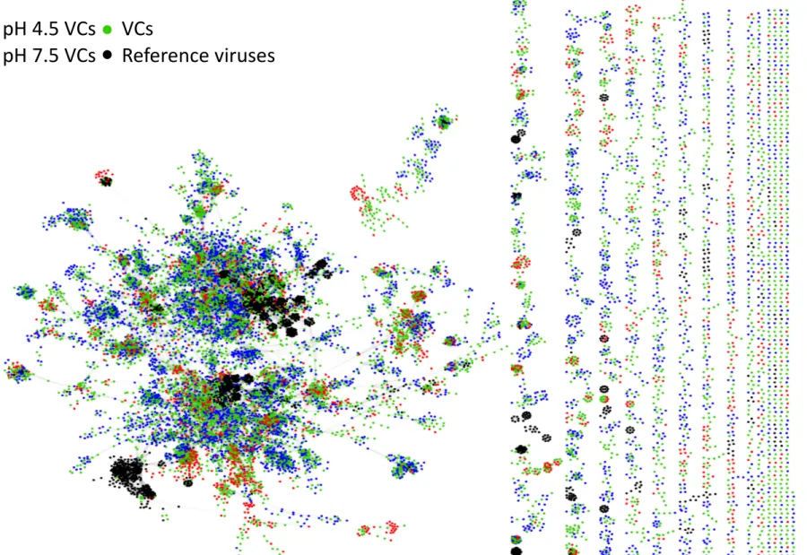 Figure 2.10. Network of shared predicted protein content among the specific viral contigs (VCs) of pH 4.5 (700 VCs) and 7.5 (1679 VCs), non-pH  specific VCs (2248 VCs) and reference viruses (464 viral genomes)