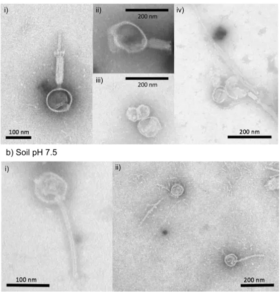 Figure 3.3. Transmission electron microscopy images of viral particles that infected Bacillus sp