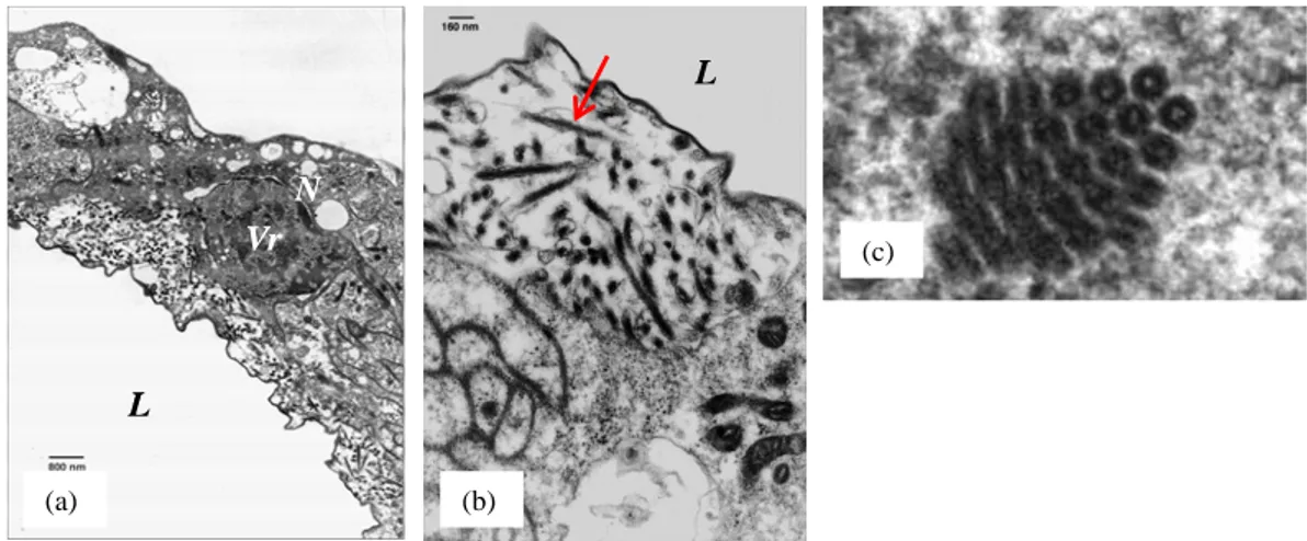 Figure I.6 : Particules virales filamenteuses (LbFV) observées par microscopie électronique à  transmission à partir de la coupe d’un oviducte de L