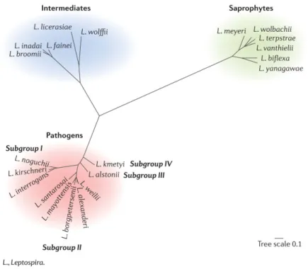Figure  1 . Leptospira phylogeny based on the concatenaion of 491 selected core genes