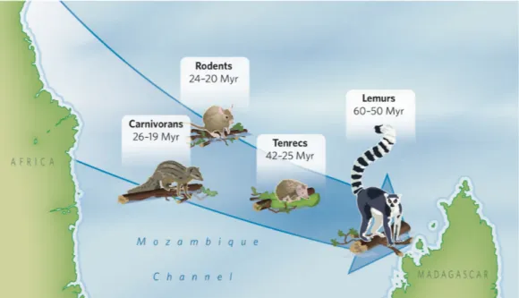 Figure  3 . Timing of the colonizaion events involving terrestrial mammals from Africa to Madagascar (Krause, 2010)