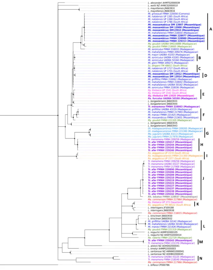 Figure  4 . Phylogeneic tree based on a 473-bp-fragment of pathogenic Leptospira secY gene
