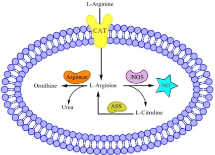 Figure 4. Modulation de l'activité de la iNOS par la disponibilité en L-arginine (Cinelli et al.,  2019) 
