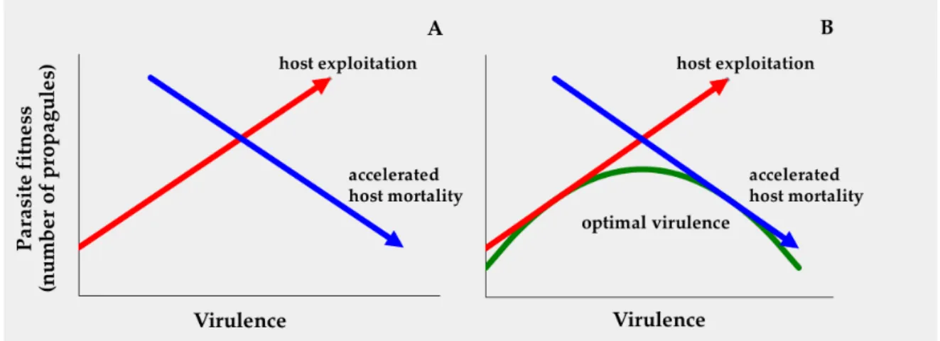 Figure  1.3  shows  the  hypothetical  dynamics  of  several  strains  of  parasite  that  differ  in  their  host- host-exploitation  strategies
