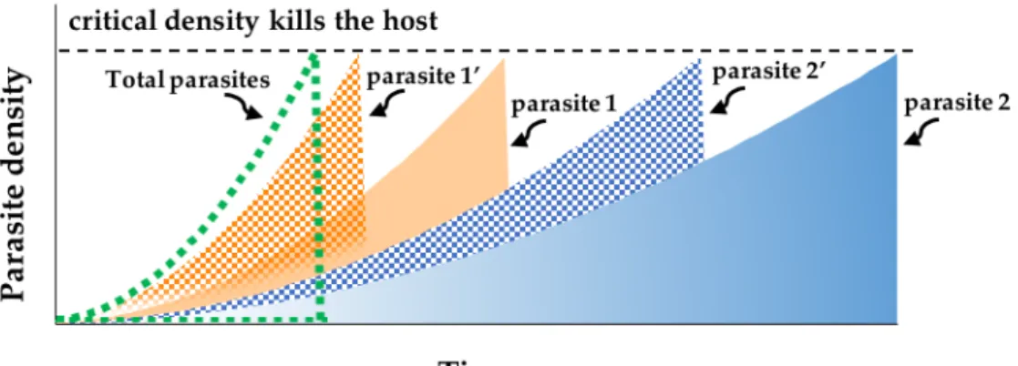 Figure 1.5 Dynamics of parasite density within hosts when parasite exploitation strategies and virulence are  plastic, increasing in response to the presence of another parasite strain