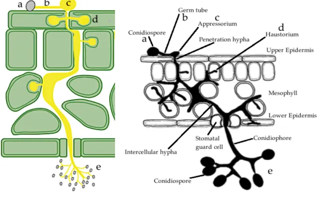 Figure 2.3 Scheme of H. arabidopsidis infection on a leaf of a host plant  
