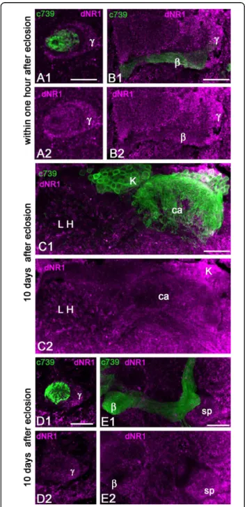 Figure 6 Localization of the NMDA receptor subunit dNR1 in the mushroom body of young adult Drosophila 