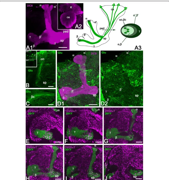 Figure 1 Glutamate and DVGluT immunoreactivities in the Drosophila mushroom bodies after adult eclosion