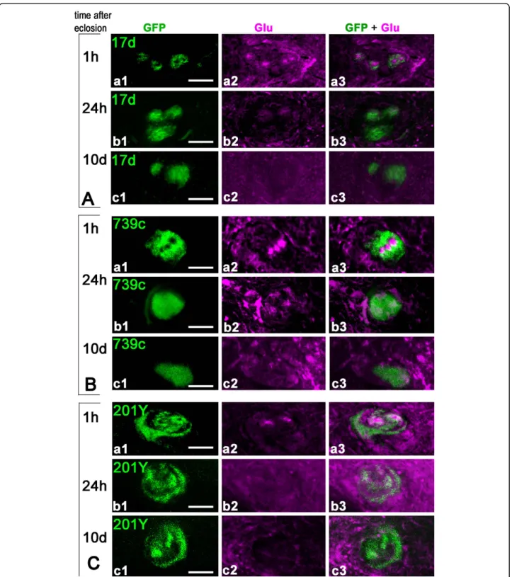 Figure 3 Rapid disappearance of Glu immunoreactivity from the mushroom body a / b cores following adult eclosion
