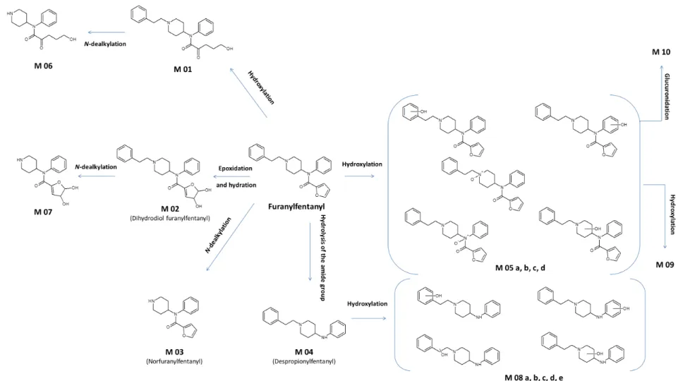 Table  1:  Metabolites  of  Fu-F  sorted  by  retention  times  (RT),  the  underlying  biotransformation,  formula,  accurate  mass  of  the  precursor  ions  (M+H+)  and  observed  MS/MS  product  ions