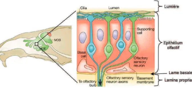 Figure  1:  L’épithélium  olfactif.  Localisation  et  représentation  de  l’épithélium  olfactif  chez  le  rongeur  en coupe transversale