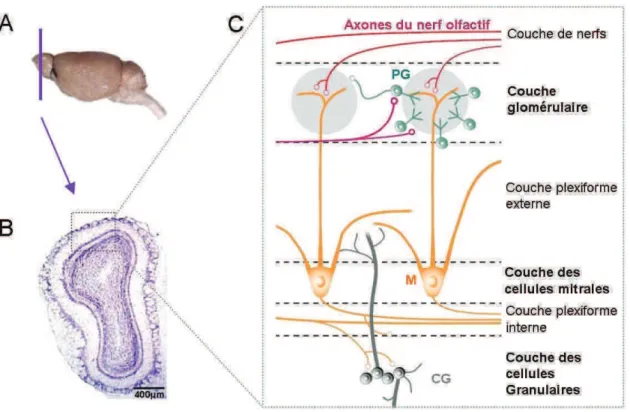 Figure 3 : Le bulbe olfactif. A: Vue sagittale d’un encéphale de souris.  B: Coupe frontale de BO