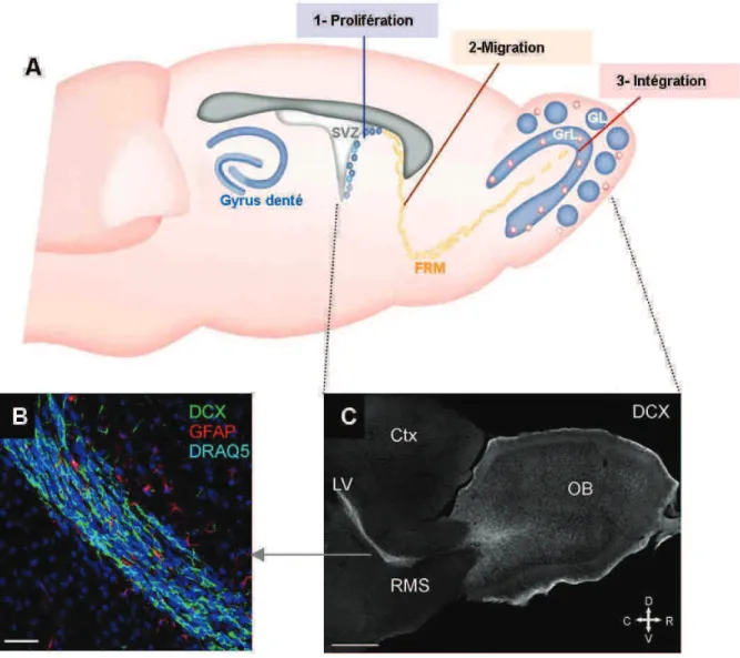 Figure 9: Schéma des différentes étapes de la neurogenèse adulte dans le BO de rongeur