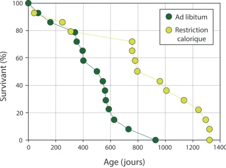 Figure 2: Effet de la restriction calorique sur la longévité de rats, modifié d’après McCay et al(1935)