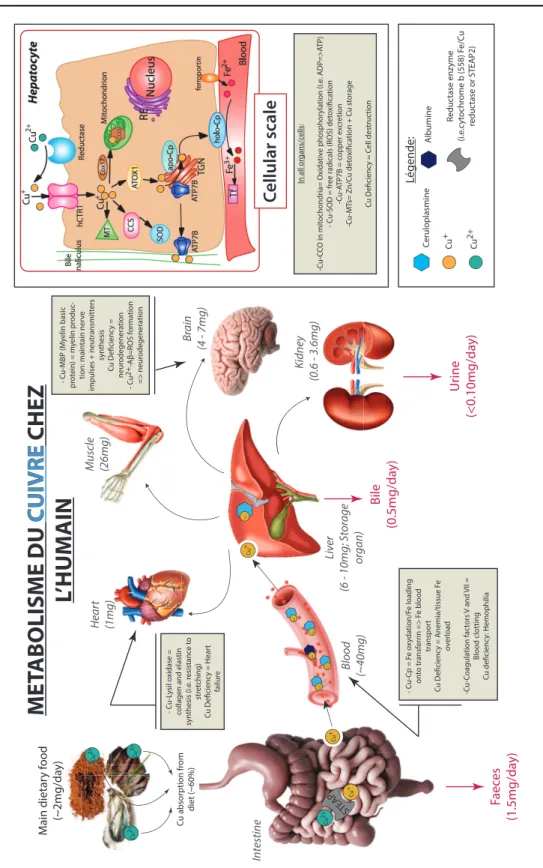 Figure 5 : Métabolisme du cuivre chez l’Homme à l’échelle de l’organisme et de la cellule; modifié d’après Kim et  al.(2008); Turski and Thiele (2009); Collins et al.(2010); Angelova et al.(2011); Ibrahim (2013); Balter et al.(2013); 