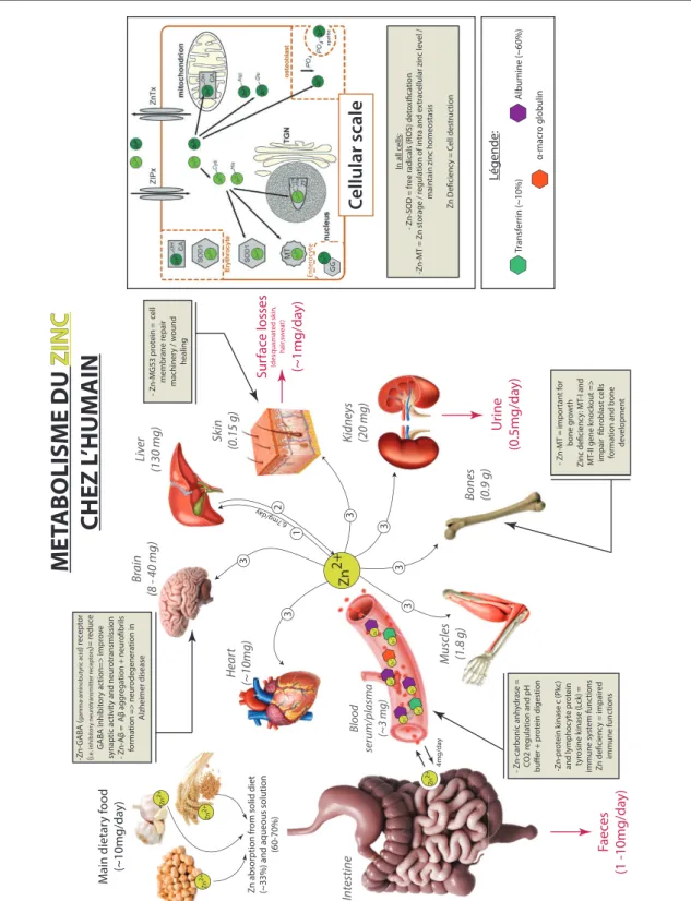 Figure 6 : Métabolisme du zinc chez l’Homme à l’échelle de l’organisme et de la cellule; modifié d’après Prasad  (1995);  Smart  et  al