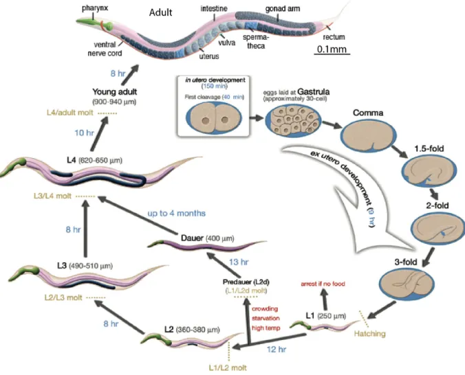 Figure 2 : Cycle de développement du nématode C.elegans d’après www.wormatlas.org 