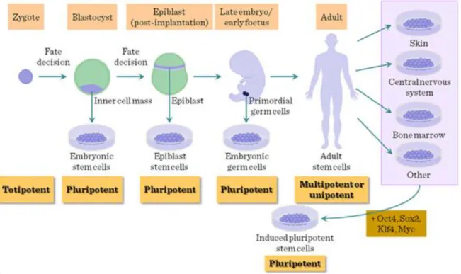 Figure  1  :  Différents  potentiels  de  différenciation  des  cellules  souches  au  cours  du  développement embryonnaire et chez l’adulte
