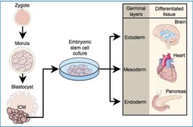 Figure : 2 Les cellules souches embryonnaires. Les cellules souches embryonnaires peuvent  provenir de tissus issus des trois couches germinales (d’après(Nelson et al., 2009))