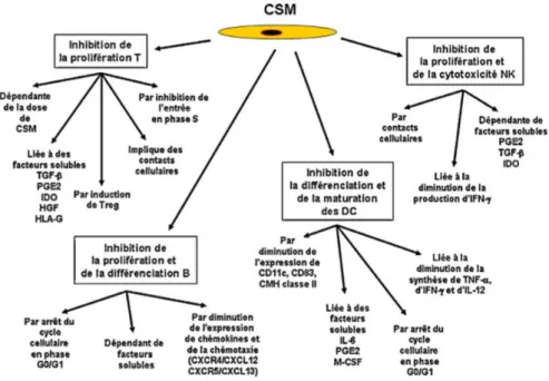 Figure 5 : Immunomodulation induite par les CSM. (d’après J.Larghero et al. 2009). 