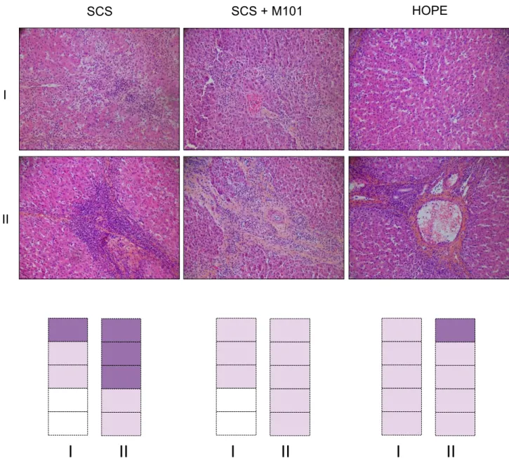 Fig. 8. Histological features of livers 7 days after transplantation. Animals were transplanted using liver grafts preserved using SCS, SCS with M101 added to the UWCSS (SCS+M101), or HOPE with the UW machine-perfusion solution