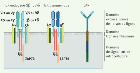 Figure 4. Principes de l’ingénierie des lymphocytes T pour une reconnaissance spécifique des tumeurs.